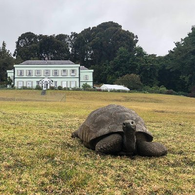 Unofficially the official twitter account of Jonathan the Tortoise. I am the longest recorded living land animal, living on St Helena in the South Atlantic.