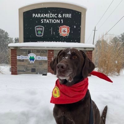 My name is Rory! I’m a Therapeutic Paws of Canada dog. I love visiting with people and bringing joy to first responders in my community!