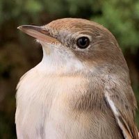 Marsh Lane Nature Reserve (@lanemarsh) 's Twitter Profile