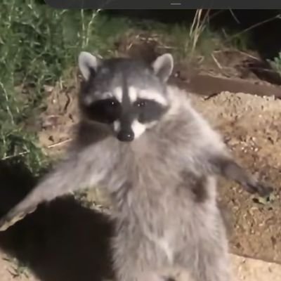 TheRadioactiv20's profile picture. just a trash panda doing my thing 🦝