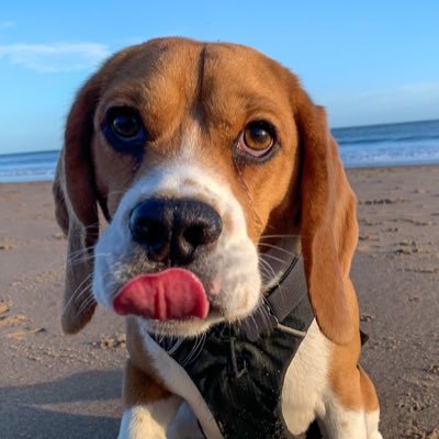 My Name is Gary and I'm a little beagle. I like chasing balls, the good chicken, sniffing things and going for walks.