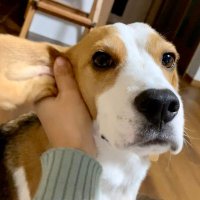きょうのもふもふ (@beagleneko) 's Twitter Profile