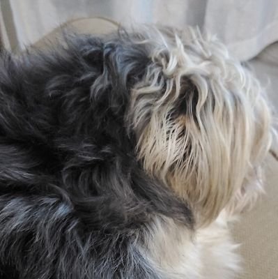 CanadianAnon3's profile picture. 