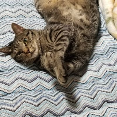 TadaUeda56's profile picture. 