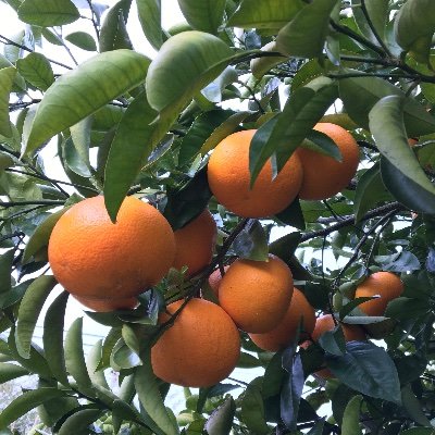 mizuumi_hotori's profile picture. 推し:知多娘。
主に知多半島をうろうろ