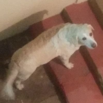 UAysola's profile picture. Life is a box of chocolates