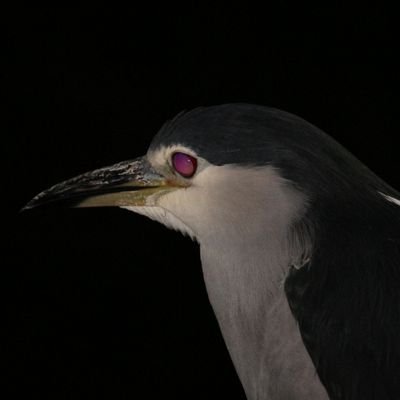 wlee0208's profile picture. Just a normal fellow