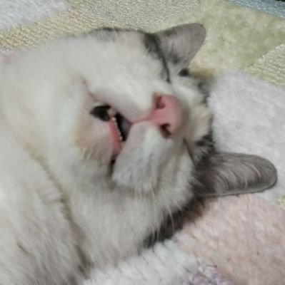 0w0_neko_'s profile picture. 日々妄想中。
成人済み。