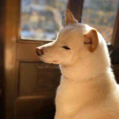 ぽめた