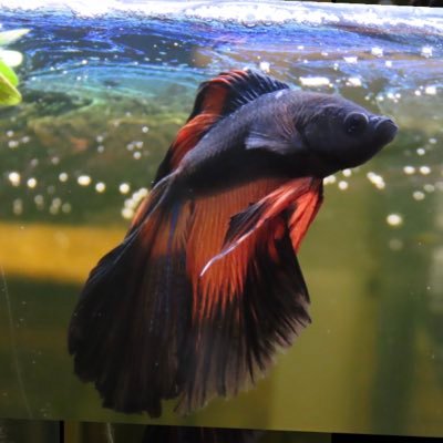 Butsu 小型水槽飼育係 ラミーノーズ テトラさん その名の通り酔っ払ったかの様な真っ赤な顔はさすが 綺麗です ウチでは猿顔とよばれてますが 白黒の尾鰭も水槽内ではよく目立ちます 熱帯魚 ラミーノーズテトラ Butsu 小型水槽飼育係 ラミーノーズ テトラさん その名の通り酔っ払ったかの様な真っ赤な顔はさすが 綺麗です ウチでは猿顔とよばれてますが 白黒の尾鰭も水槽内ではよく目立ちます 熱帯魚 ラミーノーズテトラ