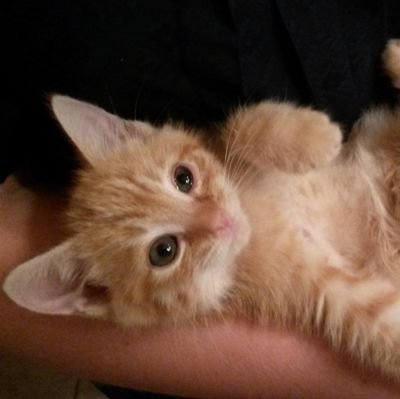 I rescue kittens, cats, dogs, and any other critter that needs help!
Anyone but Trump!
What the hell just happened?
Stupid Maga's!
