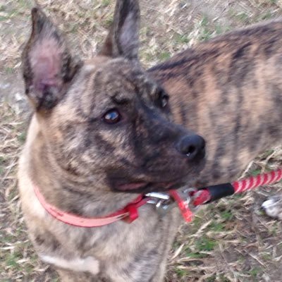 フォローおおきに。フォロバ💯(朝鮮式玉入れ、外国語、詐欺ポスト以外)琉球犬🐕️アンズと暇さえあれば旅と散歩に🐕️。川の堤防が定番散歩コース🤗巻物👌(歌い手PR以外)一応読むタイプですwエロ系❌️