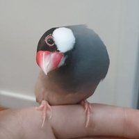 ays (@ays_hr) 's Twitter Profile