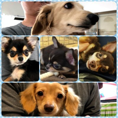 RtDIlwFbI8FAndf's profile picture. 【チワワのはる、ふう、りく】、【ミニチュアダックスフンドのたいよう】、【チワックスのそら】の5匹のわんこを多頭飼いしています。我が子の暮らしをYouTubeにて配信しているので見ていただければ嬉しいです。 ちわくすChannel↓https://t.co/FdvbPkOEZX?amp=1   無言フォロー失礼します。