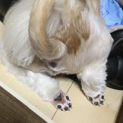 我が家の番長🐶ハルさん♂シーズー11歳とのたわいない日常垢です！無言フォローごめんなさい。仲良くしてください◎◎◎ ヘッダー▶︎▶︎▶︎ふくまるくん🐶ママ @hukumaru777 描いて頂きました🥺💜#犬好きさんと繋がりたい