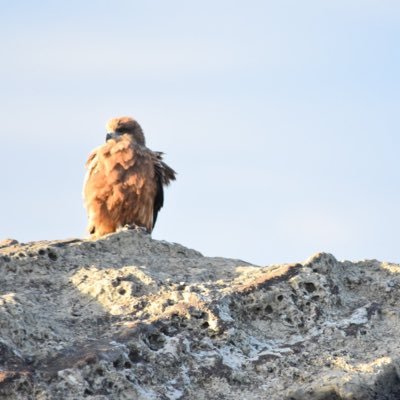 jinononoji_01's profile picture. お取引用垢 ￤ 成人済 周辺B済み 都内手渡しor郵送 ゆうちょ対応 本垢提示可 ￤ ✧住所や口座提示の取引後DM削除願います ✧終了後のリムブロご自由にどうぞ￤24時間以内返信心掛けております 無返答の場合不具合の可能性があるので再送お願いします