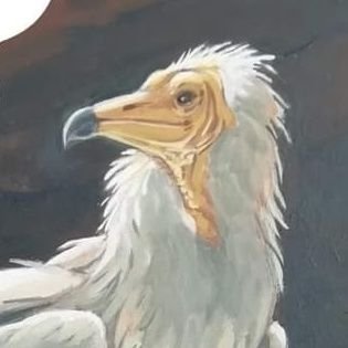 Campaña para la conservación del alimoche común en España - Help us to save the Egyptian vulture in Spain - Neophron percnopterus.