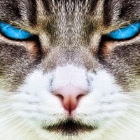 The_Cats_from_Ulthar (@catsfromulthar) 's Twitter Profile Photo