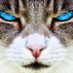 The_Cats_from_Ulthar  (@catsfromulthar) Twitter profile photo