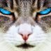 The_Cats_from_Ulthar (@catsfromulthar) Twitter profile photo The_Cats_from_Ulthar (@catsfromulthar) Twitter profile photo