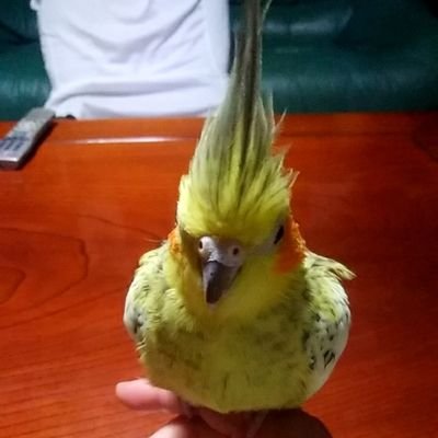 yokatokobu's profile picture. 怪しいフォローワーさんにフォローされますブロックしてもまたちがうフォローワー名でフォローしてきます。なんとかならないの(≧∇≦)bもう怪しいフォローワーさんブロックするの諦めました。🥹🥹🤣🤣
令和６年2月18日諦めた時のフォローワー75