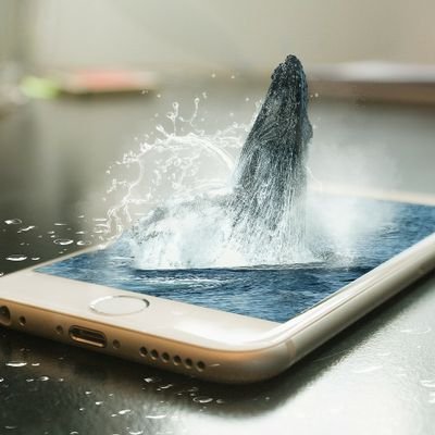 oba_a_nyan1127's profile picture. 血湧き肉躍るものや笑えるものおいしいものが好きです。抗えぬ流れで、14歳（人間でいうたら72歳）のおばあちゃん猫おばあにゃんを引き取ることに。お互いさぐりさぐり生活中。そしてあっという間に猫好きに。無言フォローをば失礼いたします。ネットビジネス等に興味をもてませんのですみませんがブロックいたします。