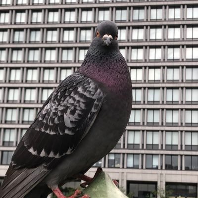 H2SiF60001's profile picture. 国家の犬やってます。たまに鍵垢