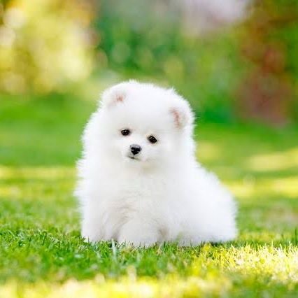 ma9amp_k's profile picture. 犬🐩