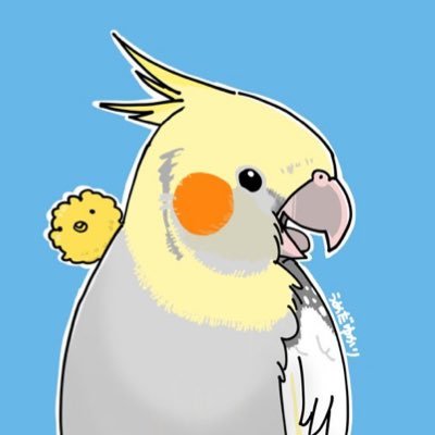 16/12/11 オカメインコのクーちゃんお迎え 9割飼ってるオカメインコの垂れ流し たまにそれ以外つぶやく垢 アイコンはうめだゆかり先生(@umedayukari)に描いてもらいました！