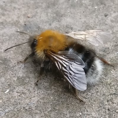 ldn_jo's profile picture. Interested in #design #users #designforusers #ux #ui #a11y #techforgood