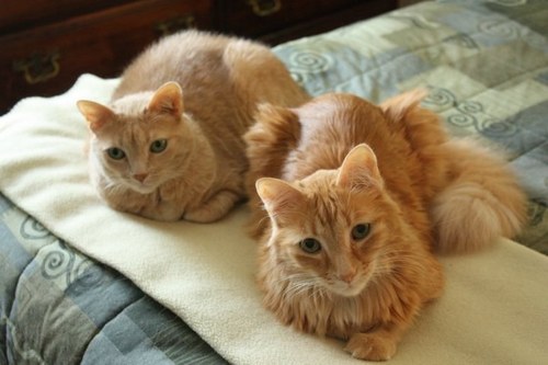 ldyjocelyn's profile picture. Librarian.  Cat lover.  Music fan.  Watches more TV than I really should. Becoming more political as days go by...