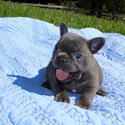 French Bulldog puppies For sale 100% purebred
Vaccinated, Microchipped,Wormed and Vetchecked.Big healthy chubby babies
Delivery worldwide ✈️✈️✈️