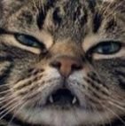 - c'est quand un moustique se posera sur tes couilles que tu comprendra que tout ne peux pas se résoudre par la violence -