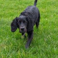 Sue pemberton (@pembertonsusan) 's Twitter Profile