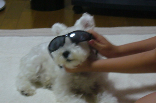 livelight1192's profile picture. わんこ飼ってます。Mシュナです。かわいく毎日帰るとお出迎えしてくれます。最近ダイエット目的で始めたロードバイクにはまってます。 関西ヒルクライムTTに登録して、平均君クリアが今の目標です。愛車は2016年5月からエモンダSLに乗ってます。クライマーになりたい貧脚おやじです。