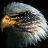 dmp12us's profile image