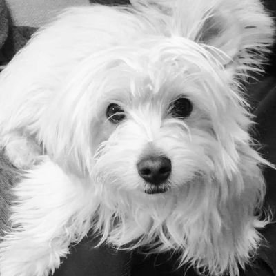 I'm working on a dream..., I hope to be an illustrator and cartoonist! CEI / Honorary member of the Dead Poets Club / Passionate about pets