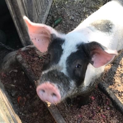 Arbetande kvinna 💙🇸🇪 Politik, natur och komik i salig blandning. Tyck gärna, så länge du respekterar att andra tycker annorlunda. NO DM’s