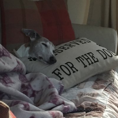 Adopted greyhound, whippet and Galgo Aramis. Whippets as family members for 26 years. Lover of sight hounds for 60 years. Fascinating & intelligent animals