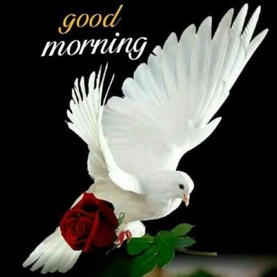RahulS96565182's profile picture. HUMANITY