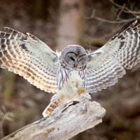 Leonard1024 (@leonard10241) 's Twitter Profile