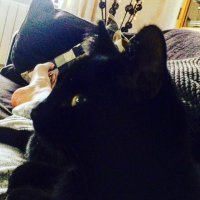 Louise Chapman (@blouise97) 's Twitter Profile