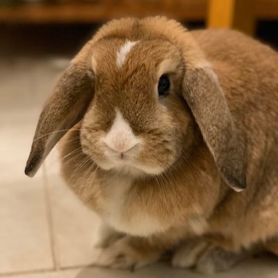 popularpetal's profile picture. When life gives you lemons, just squirt them in Cashmere’s eyes!