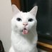 ucing putih (@ucingputih) Twitter profile photo ucing putih (@ucingputih) Twitter profile photo