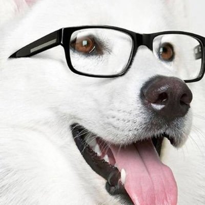 Jimmy23212667's profile picture. I am a cellist and composer. Happy that Elon owns twitter, cry about it