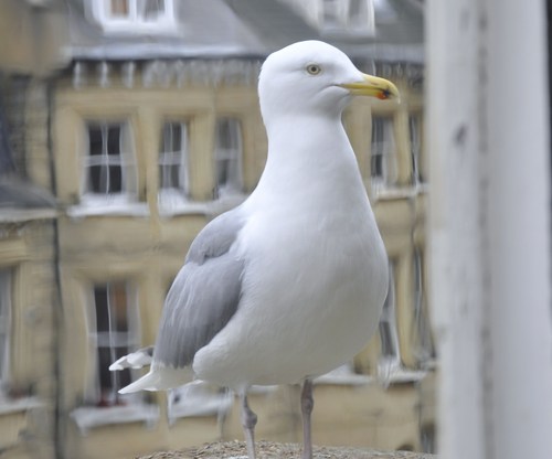 CathieJSmith's profile picture. ESOL teacher/lecturer/examiner formerly in Switzerland/Italy/London.  Now in Hove. Very interested in learning technology. New blogger