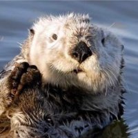 SeaOtter 조깅선수해달🏳️‍🌈(@AgileOtter) 's Twitter Profile Photo