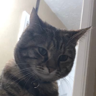 RollCougz's profile picture. Spider 2 Y banana, Not A Cat, Kitties over Titties