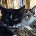 Meowaukee Cats! (@meowaukeecats) Twitter profile photo Meowaukee Cats! (@meowaukeecats) Twitter profile photo