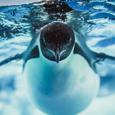 今のところイエローモンキー 、ブレチャが大好き。そこから派生してその他邦楽、洋楽、クラシックも聞きます。食べる事、お菓子作り、動物、イギリス、フランス等々好きな物や興味のある事が沢山あってフラフラしてます。数年前からタンタンをきっかけにパンダ沼に。無言でフォロー、❤️させていただくことがありますがよろしくお願いします。